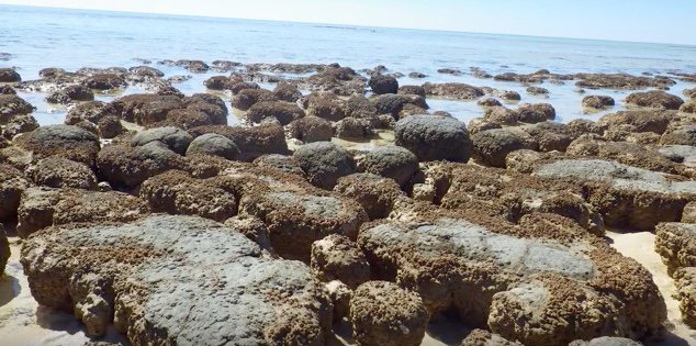 Stromatolites are one of the oldest ecosystems on Earth. These structures are made by the activities of microbes.