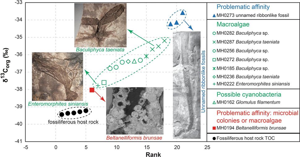 Stable carbon isotopes of sedimentary kerogens and carbonaceous macrofossils from the Ediacaran Miaohe Member in South China: Implications for stratigraphic correlation and sources of sedimentary organic carbon.