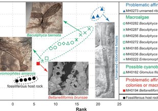 Stable carbon isotopes of sedimentary kerogens and carbonaceous macrofossils from the Ediacaran Miaohe Member in South China: Implications for stratigraphic correlation and sources of sedimentary organic carbon.