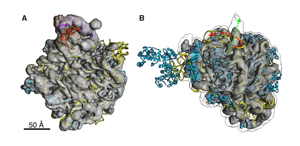 Cryo‐EM reconstruction of the large subunit of Halococcus morrhuae.