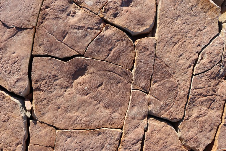 A ovular fossil with fine internal lines. The fossil is in cracked rock and fills most of the frame.