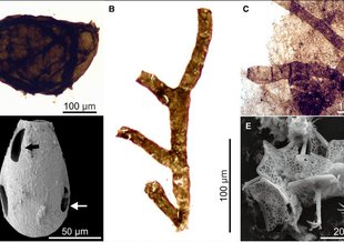 Representative Tonian fossils.