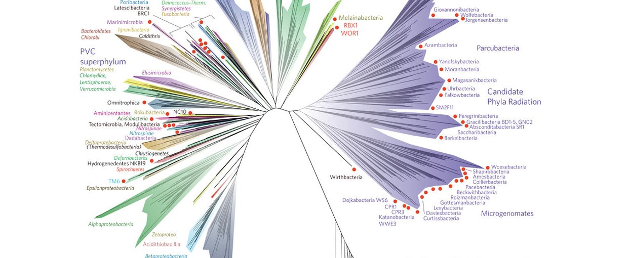 A current view of the tree of life, encompassing the total diversity represented by sequenced genomes.