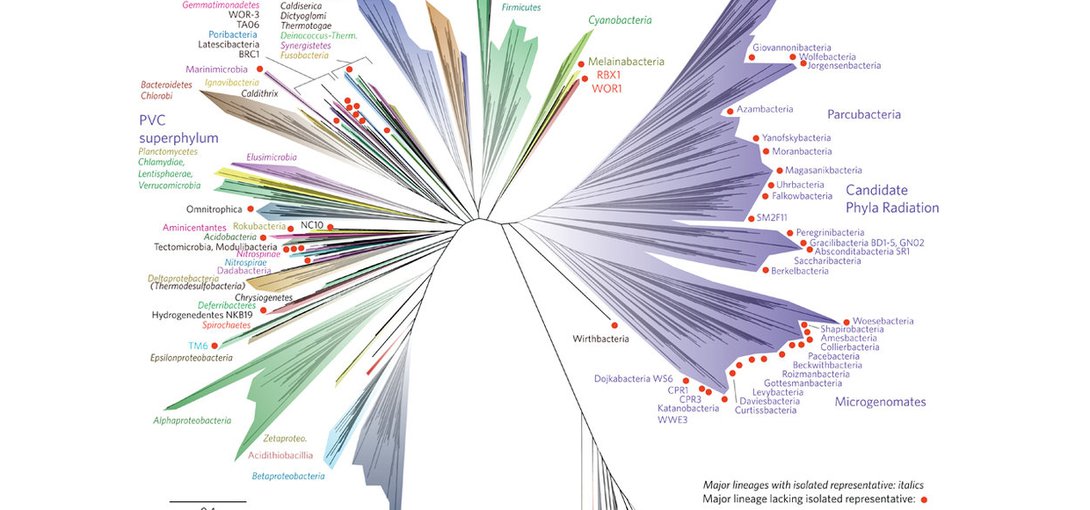 A current view of the tree of life, encompassing the total diversity represented by sequenced genomes.