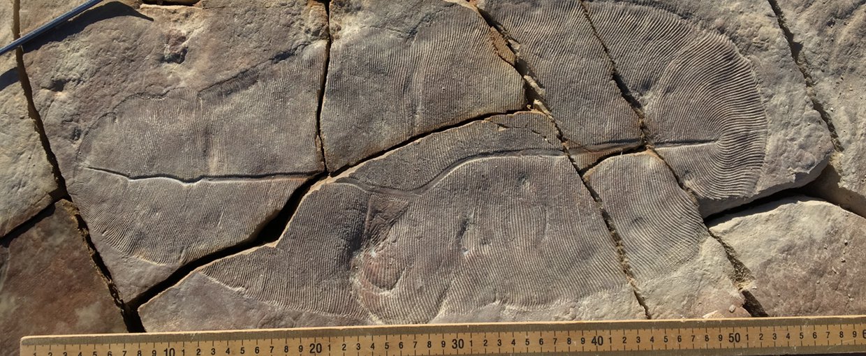 A large fossil in cracked rocks. The fossil is ovular with lots of fine lines within. It is found in a bed of flat, cracked rocks.