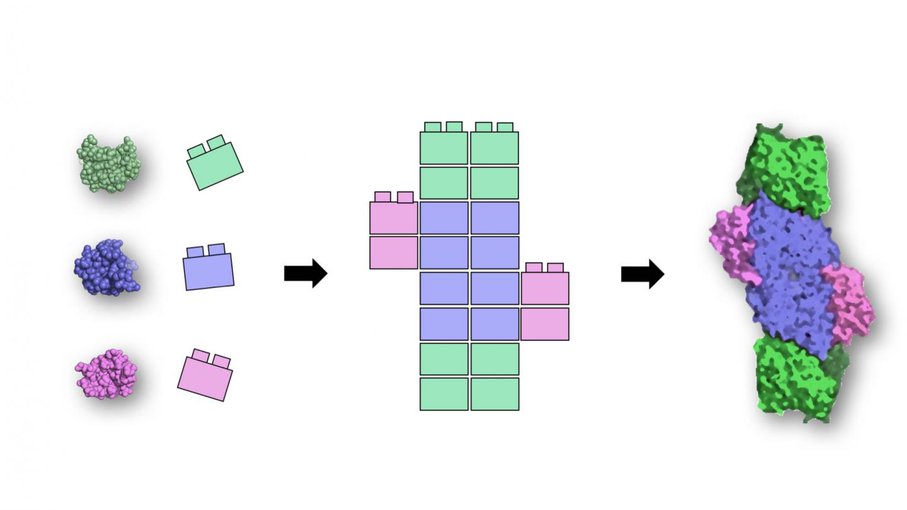 A small set of simple protein building blocks (left) likely existed at the earliest stages of life's history. Over billions of years, they were assembled and repurposed by evolution into complex proteins (right) that are at the core of modern metabolism.