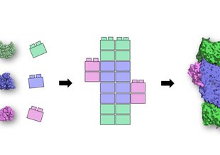 A small set of simple protein building blocks (left) likely existed at the earliest stages of life's history. Over billions of years, they were assembled and repurposed by evolution into complex proteins (right) that are at the core of modern metabolism.