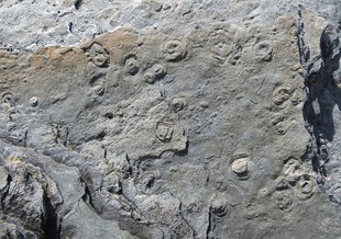 1-2 centimetre-wide <em>Aspidella</em> discs (and some smaller mm-sized individuals) on a bedding surface of the Fermeuse Formation near Ferryland, Newfoundland.