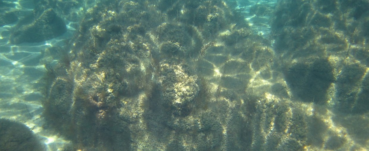 Massive composite stromatolites from Carbla Province. 