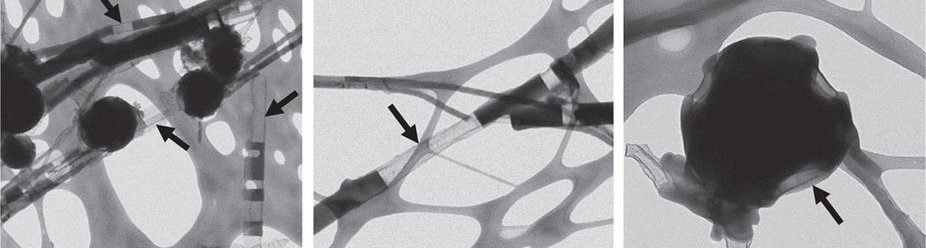 Transmission electron microscopy images of carbon-sulfer structures that form in the presence of yeast extract. Arrows point to carbon shells; the dark areas are filled with sulfur. Source: J. Cosmidis & A. Templeton (via Nature Communications)