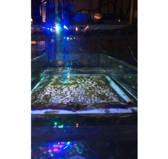 Densely-packed microbial community, with oxygen-producing cyanobacteria and anoxygenic purple and green bacteria, being studied with Parenteau’s LED array. A central question involves what gases are emitted and might be detectable on a distant planet.