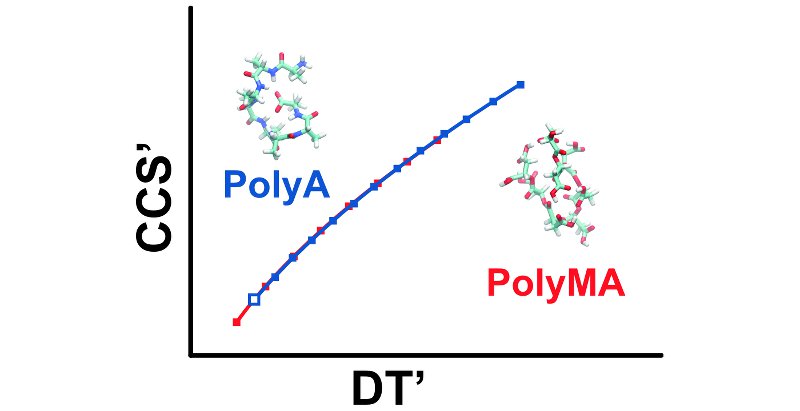 The study focues on two calibrant series, polyalanine and polymalic acid. Credit: Forsythe et al. 2015