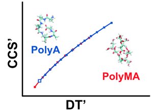 The study focues on two calibrant series, polyalanine and polymalic acid. Credit: Forsythe et al. 2015
