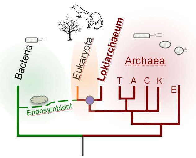 The Lokiarchaea are surprisingly similar to modern eukaryotes, suggesting they share a relatively recent common ancestor. The divergence of Lokiarchaeota and Eukaryota may have coincided with a merger between this common ancestor and a bacteria.