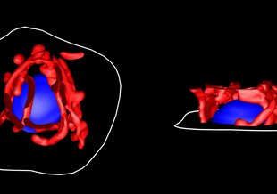 A eukaryotic cell illustration used to teach students critical thinking skills. Credit: Byung-Ho Kang of the University of Florida