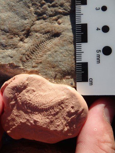 Small elongated fossils that taper to a point. Two are present, one on a background rock and another in a stone being held by a visible thumb and finger of a scientist. A ruler is off the right show the fossils are about 2cm long.