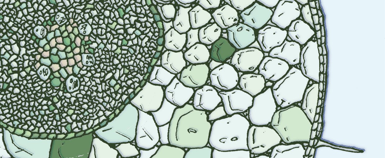 Artist impression of multicellular tissue.
