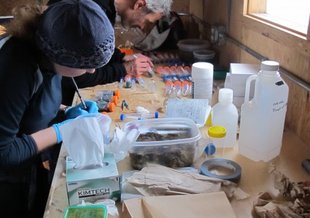 Ian Hawes and Anne Jungblut dissecting and documenting samples of microbial mats from the floor of Lake Fryxell collected by divers. Divers bring samples of the mat to the surface in plastic containers, where researchers dissect them.