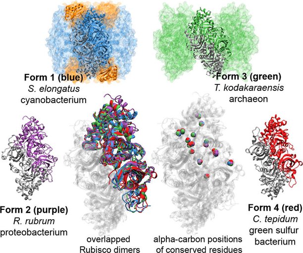 Scientists trace the points in time where Rubisco branched out in diverse forms, before and after the Great Oxidation Event. Source: B. Kacar