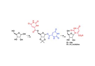 A process known as intramolecular nucleosidation led to high yields of the molecule orotidine. This process could have implications for the prebiotic formation of nucleosides. Credit: Kima and Krishnamurthy (2015)