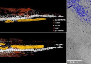 The fish Rhacolepis imaged by synchrotron tomography showing the heart (left) and a cross-section through the heart showing valves (right, white arrows). 