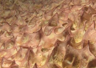 Photo of mats from Lake Joyce.