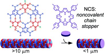 Supramolecular polymers are a kind of molecule constructed from smaller parts (monomers) that are not directly bonded to each other. Researchers found a way to control the length of these polymers in aqueous solution.