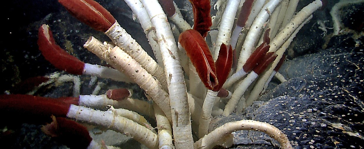 Species like vestimentiferan tubeworms, <em>Riftia pachyptila</em>, such as these found found near the Galapagos islands, represent the kinds of life that can persist near deep sea hydrothermal vents.