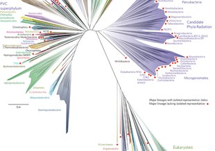 A current view of the tree of life, encompassing the total diversity represented by sequenced genomes.