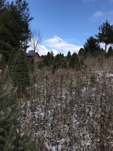 A home in the woods near Decorah, Iowa.