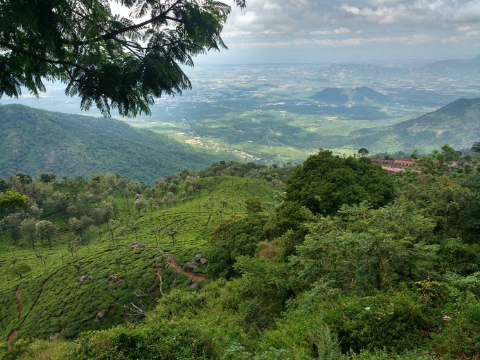 Vegetation on Earth contains chlorophyll that absorbs red and blue light, and reflects and transmits green light, hence why the leaves of trees appear green.