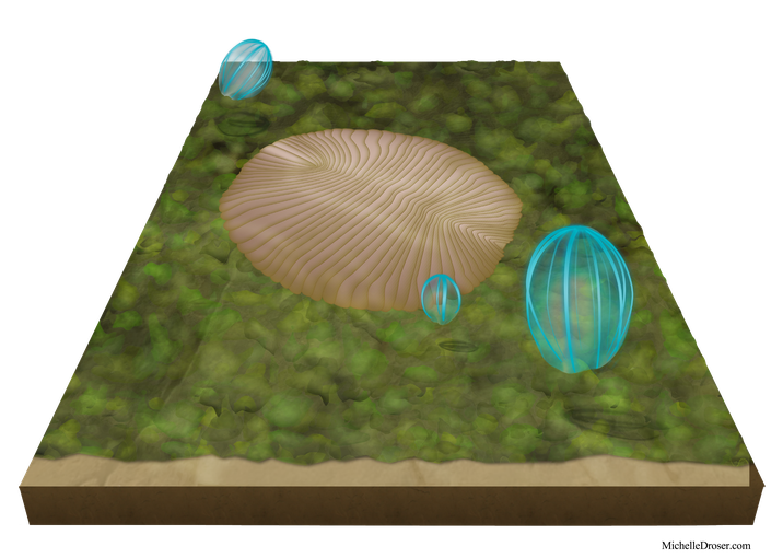 An illustration of a flat fossil is in the middle of the image. Green color has been added to the base rock to give the impression of a microbial mat. Three light green reconstructions of the organism float above the mat. They are circular in shape.