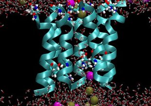 A molecular dynamics simulations of a transmembrane ion channel. <a href="https://nai.nasa.gov/annual-reports/2010/arc/origins-of-functional-proteins-and-the-early-evolution-of-metabolism/">Pohorille et al. 2010</a>