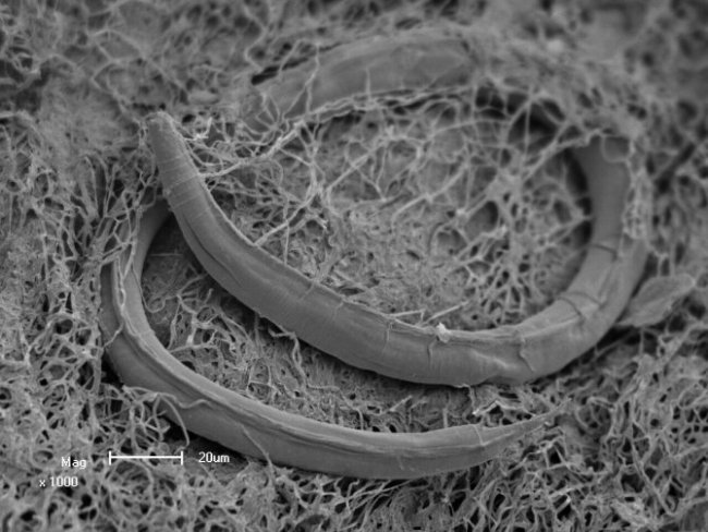 One of six hibernating nematodes found in biofilms from a borehole in the Kopanang mine. Four of the six in this “dauer” or survival state were taken, placed in a petri dish and came back to active life.