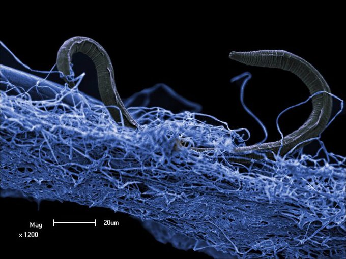 Poikilolaimus oxycercus is a microscopic nematode, or roundworm, found alive and well more than a mile below the surface in South Africa, where its ancestors had lived for hundreds or thousands of years.
