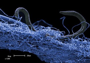 Poikilolaimus oxycercus is a microscopic nematode, or roundworm, found alive and well more than a mile below the surface in South Africa, where its ancestors had lived for hundreds or thousands of years.