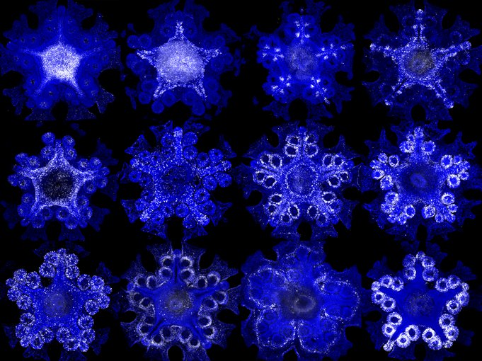 A series of images (four across and three down) show various sections of the starfish illuminated by fluorescence in blue/purple.