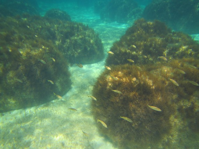 Composite stromatolites from Carbla Province.