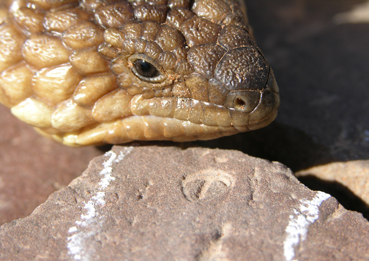 Closeup of a cream-colored lizard's face resting above a small, circular fossil in a rock.