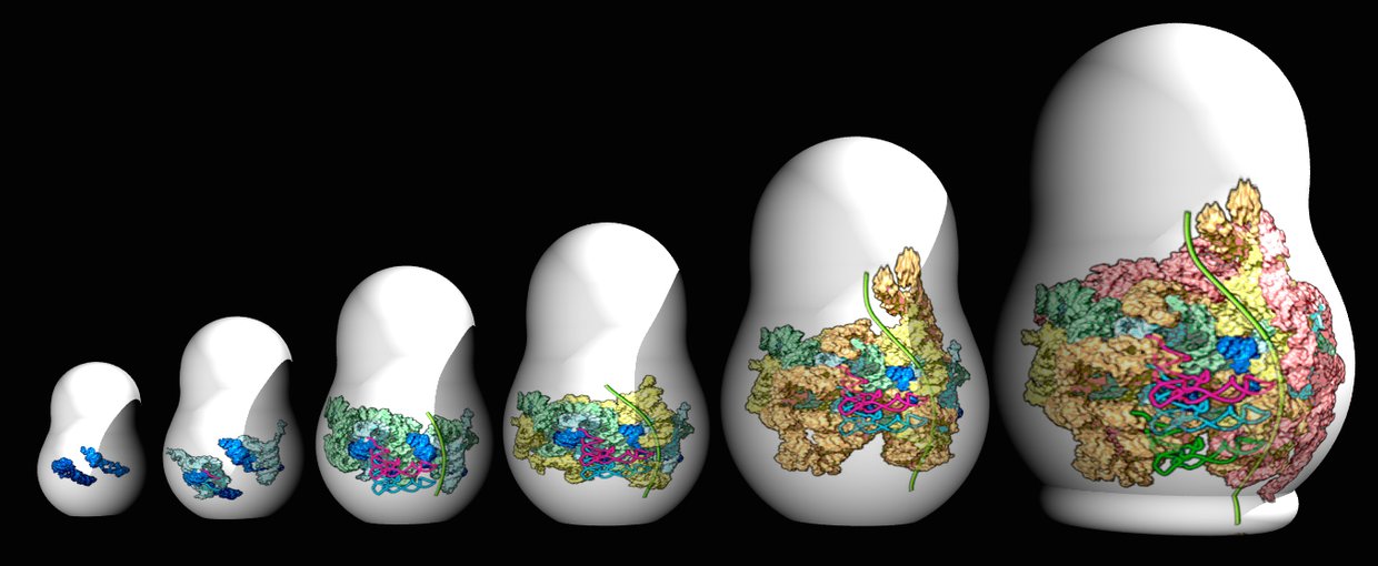 The ribosome grew by accretion of new RNA onto old RNA in a process reminiscent of nested Russian dolls. 