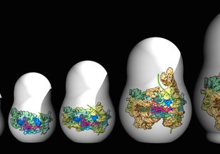 The ribosome grew by accretion of new RNA onto old RNA in a process reminiscent of nested Russian dolls. 