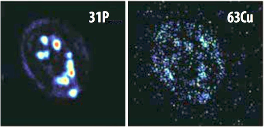 These images, captured with a technique called nanoscale secondary ion mass spectroscopy, or NanoSIMS, demonstrate distinctive accumulations of phosphorus and copper within living cells.