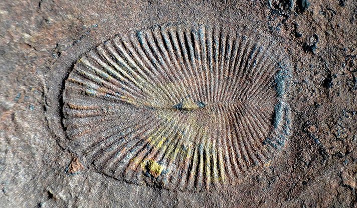 Fossil photo from the Ediacara Biota. Source: James Gehling