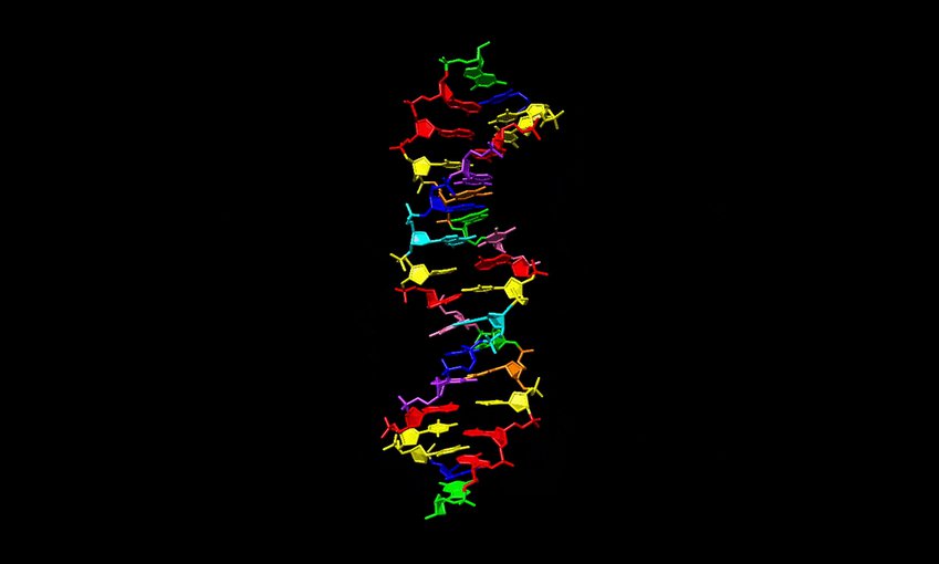 This illustration shows the structure of a new synthetic DNA molecule, dubbed hachimoji DNA, which uses the four informational ingredients of regular DNA (green, red, blue, yellow) in addition to four new ones (cyan, pink, purple, orange).