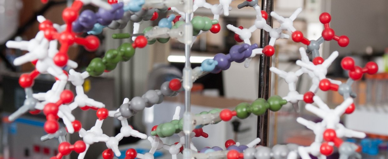 A model of a long helix similar to RNA. After chemists produced momoners closely resembling the building blocks of RNA in easy, highly productive reactions, the resulting proto-nucleotides spontaneously joined up into long polymers that look like RNA.