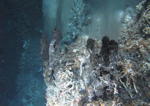A view of a hydrothermal vent at the Main Endeavour Field on the Juan de Fuca Ridge, snapped from the submersible Alvin.