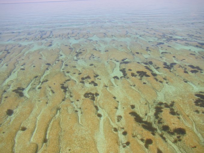 Elongate nested stromatolites colonized by smooth mat in the Spaven Province on the western margin of Hamelin Pool. Taken from the boat on a flat-calm day.