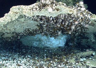 The image shows a white/blue clathrate underneath the overhang of a rock at the bottom of the seafloor center of frame. The rock and clathrate fill the image. Shells are scattered all around.