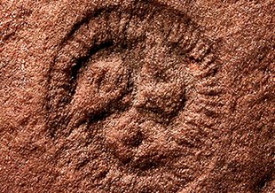 Fossil photo from the Ediacara Biota, <em>Tribrachidium heraldicum</em>.