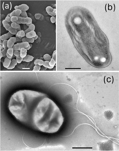 Electron micrographs of cells of strain GI, a thermophilic purple nonsulfur bacterium isolated from a hot spring microbial mat in New Mexico.